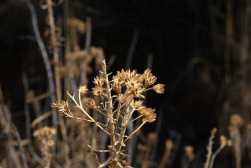 Southern Goldenbush (Isocoma pluriflora)
