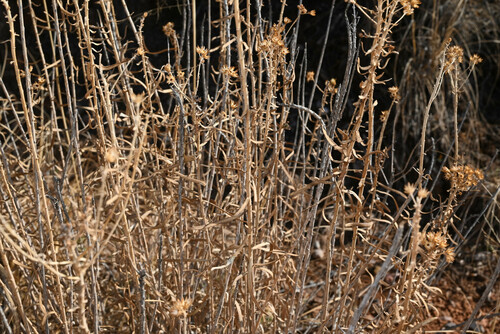 Isocoma pluriflora, photograph 4