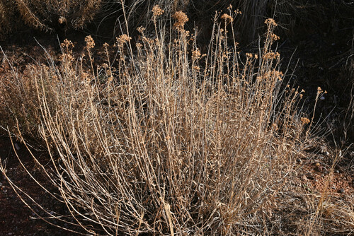 Isocoma pluriflora, photograph 5