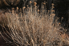 Isocoma pluriflora, photograph (c) Anders Hastings, some rights reserved (CC BY)