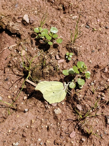 Lesser Brimstone