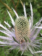 Eryngium alpinum