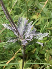 Eryngium alpinum