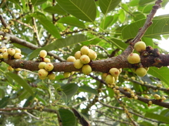 Ficus tsjakela