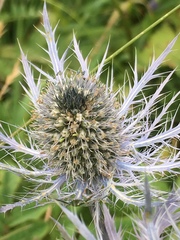 Eryngium alpinum