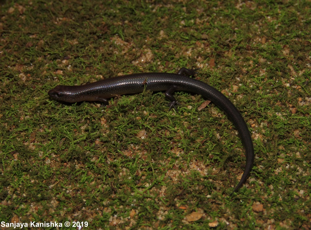 Taylor's Tree Skink