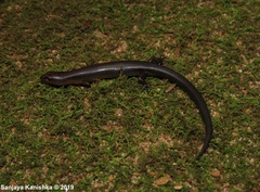 Lankascincus taylori