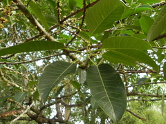 Ficus tsjakela
