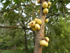 Ficus tsjakela