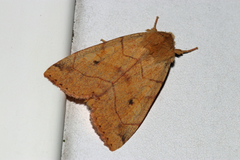 Enargia paleacea