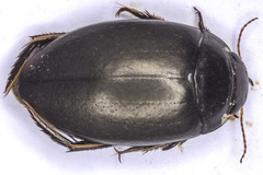 Agabus bipustulatus