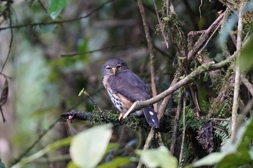 Red-chested Owlet (Glaucidium tephronotum)