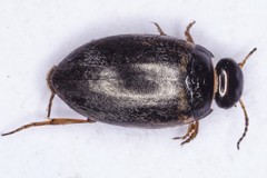 Hydroporus planus