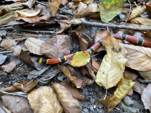 Nayarit Coralsnake