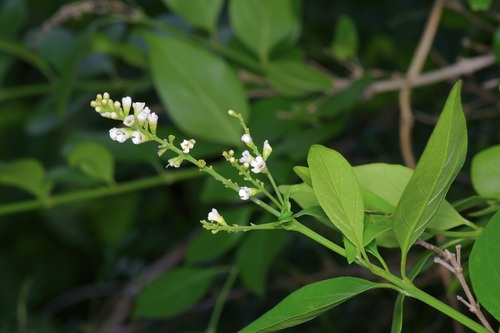 Image of Berlandier's Fiddlewood (Citharexylum berlandieri) by (c) Michelle W. （鍾偉瑋）, some rights reserved (CC BY)