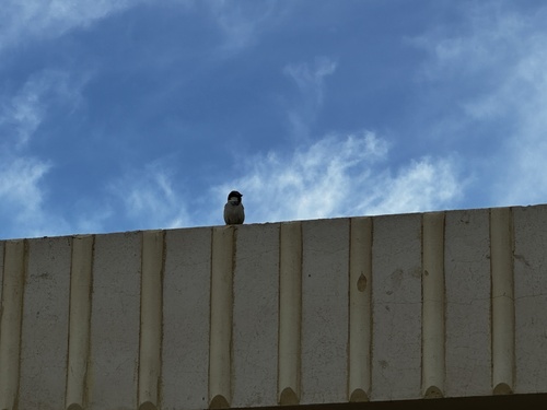 House Sparrow