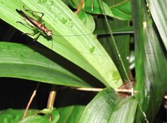 Conocephalus melaenus