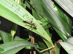 Conocephalus melaenus