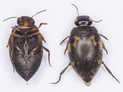 Stictonectes lepidus