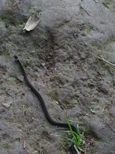 Pale-headed forest snake