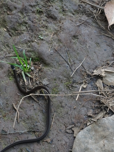 Pale-headed forest snake