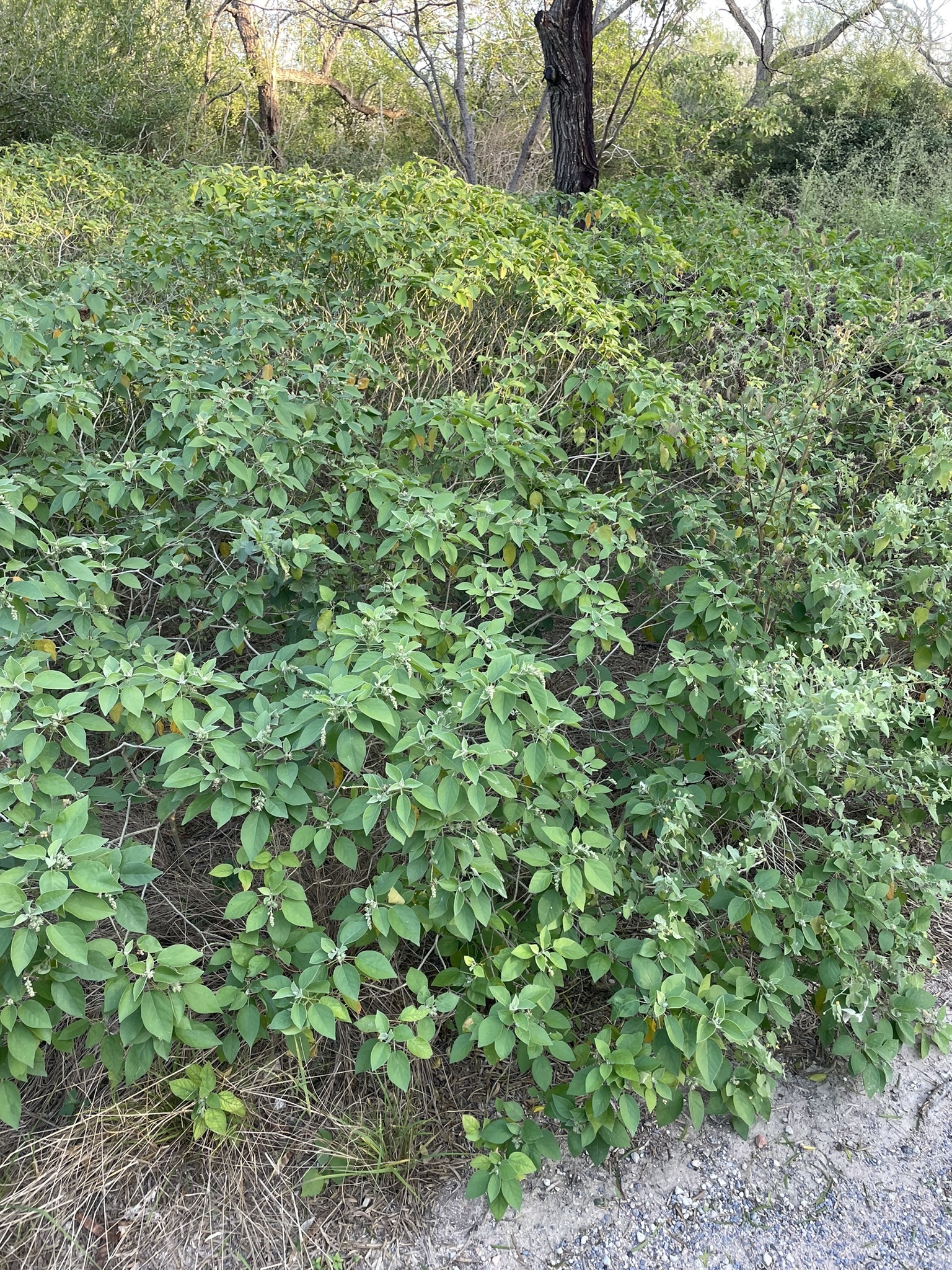 Imagem de Velame-do-campo