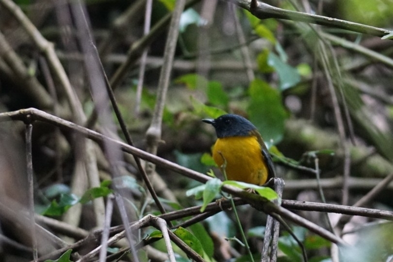 White-starred Robin (Pogonocichla stellata), photo 4