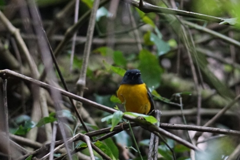 White-starred Robin (Pogonocichla stellata), photo 5