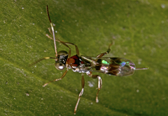 Phygadeuontinae