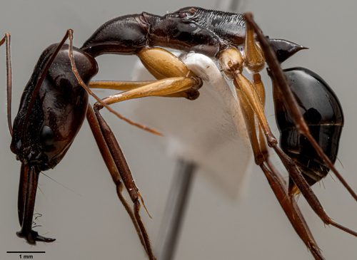 米南卡保大齿猛蚁Odontomachus minangkabau