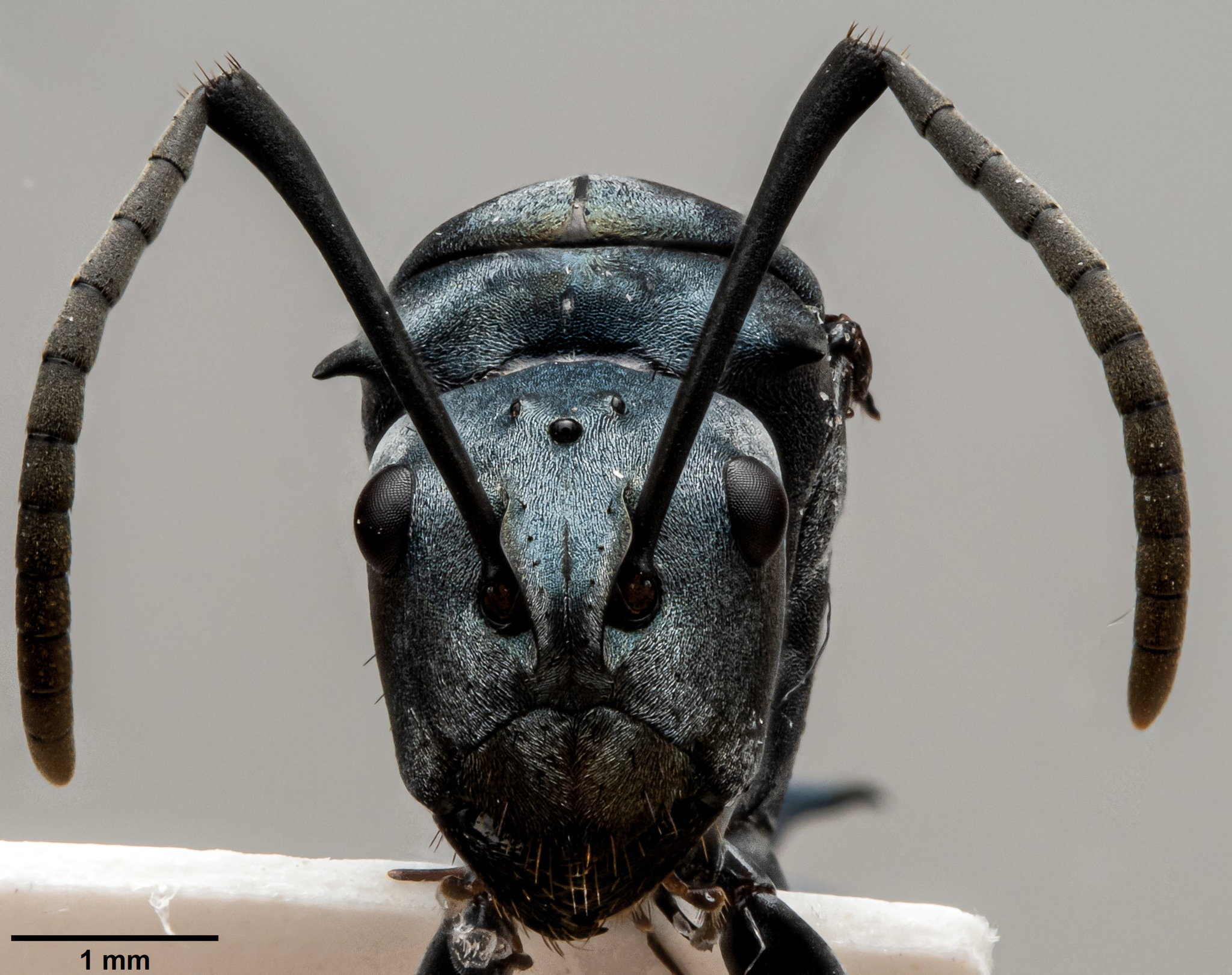 Polyrhachis baca