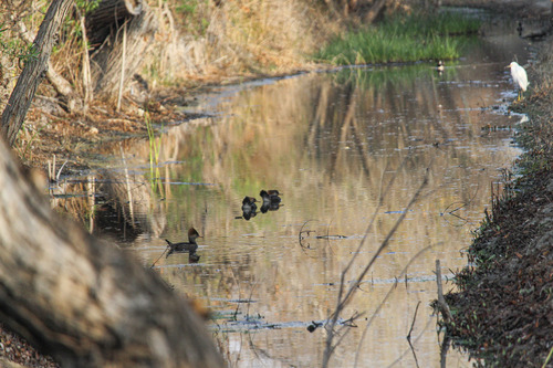 iNaturalist observation photo of Hooded Merganser