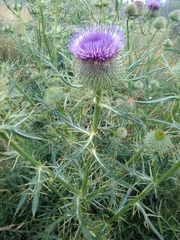 Cirsium morisianum