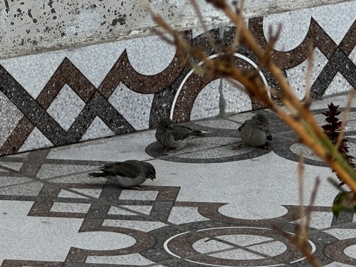 Olive-rumped Serin