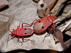 Probergrothius nigricornis