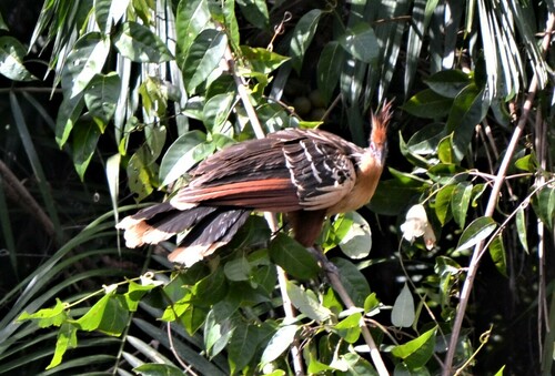 Hoatzin