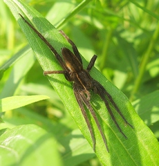 Dolomedes striatus