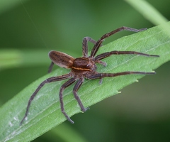 Dolomedes striatus
