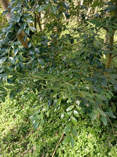 Ilex maximowicziana iNat (2)