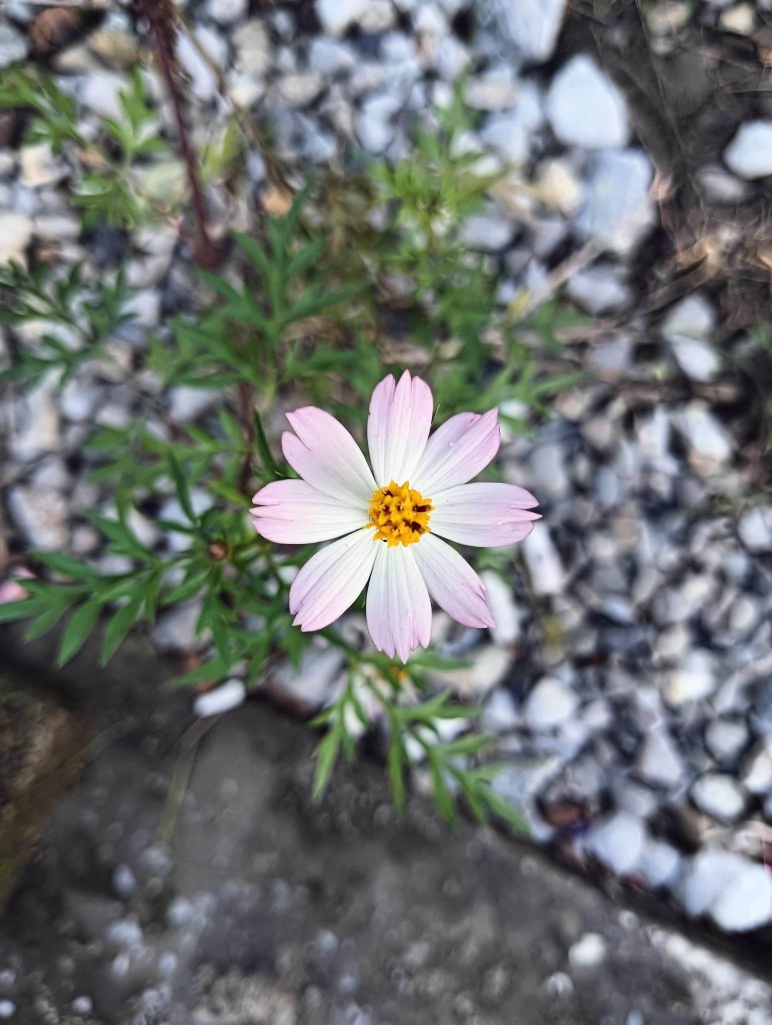 Imagem de Cosmos amarelo