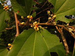 Grewia tiliifolia