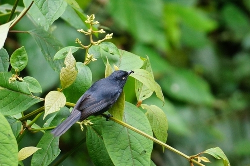 Yellow-eyed Black Flycatcher (Melaenornis ardesiacus)