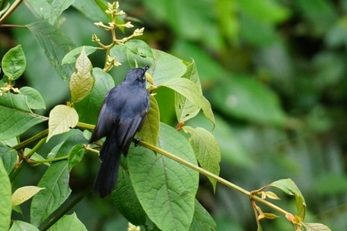 Yellow-eyed Black Flycatcher (Melaenornis ardesiacus), photo 2