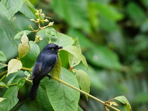Yellow-eyed Black Flycatcher (Melaenornis ardesiacus), photo 8