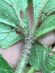 Geum virginianum