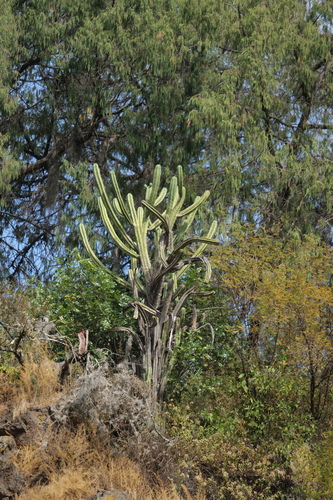Foto de Candelabro mexicano