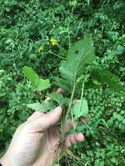 Geum virginianum