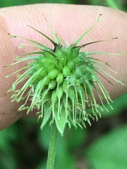 Geum virginianum