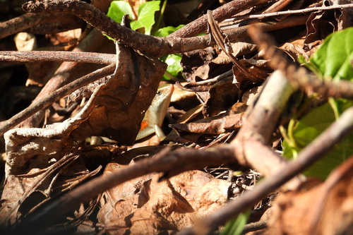 Eutropis multifasciata