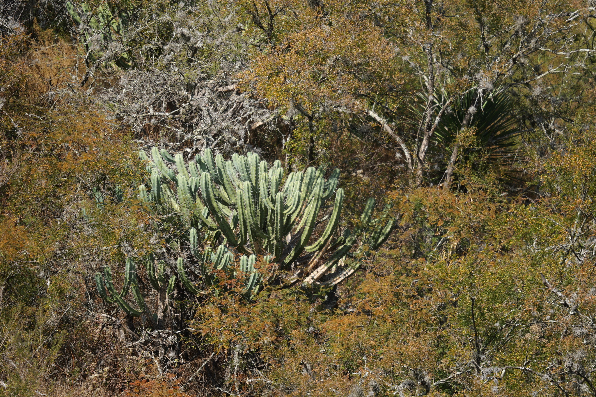Imagem de Candelabro mexicano